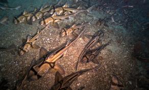 Girls-Only Shark Slumber Party Was Spotted Off The Coast Of Australia