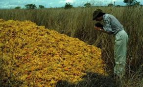 A Juice Company Dumped Its Leftovers Into The Rainforest. Here's What It Looks Like Now!